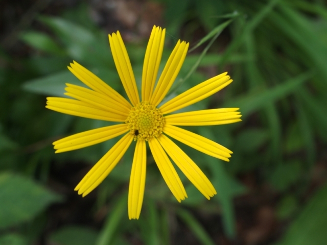 Da Plitvce: Buphtalmum salicifolium (Asteraceae9